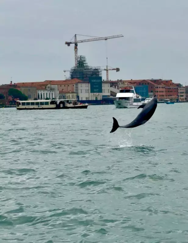 Venice's Acrobatic Dolphin Mimmo Faces Danger in Canals