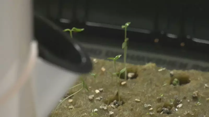 Vertical Farming Blooms at Lethbridge Senior Citizens Organization