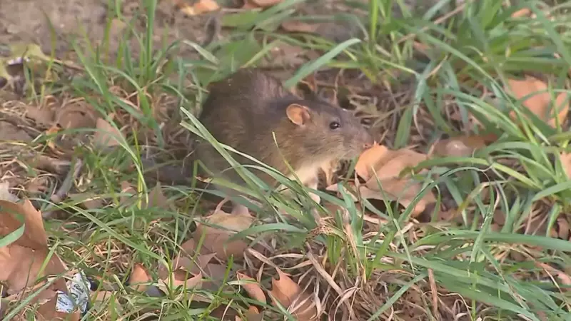 Windsor Defies National Trend with Declining Rat Sightings