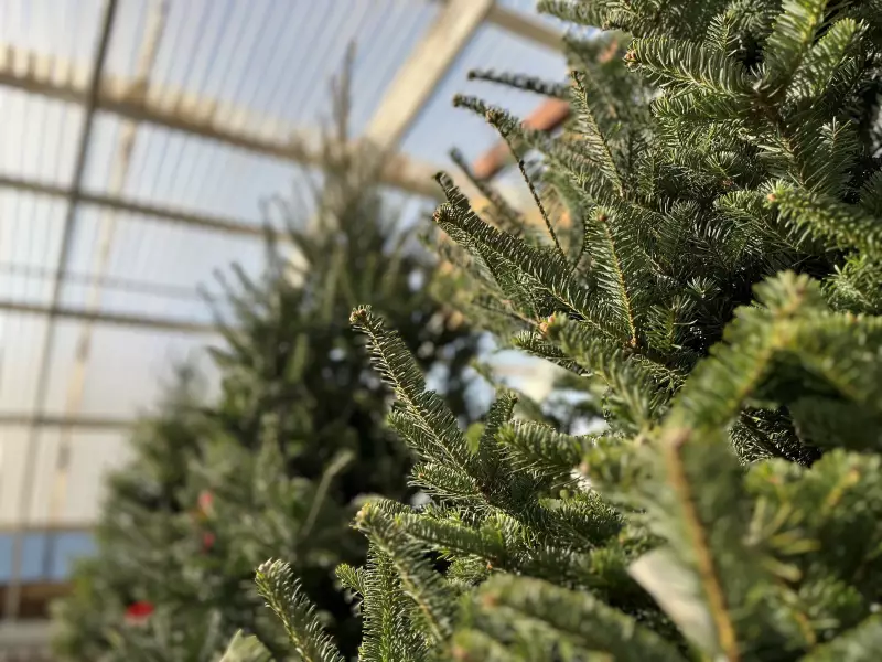 Winnipeg Garden Centres See Christmas Tree Surplus as Demand Declines