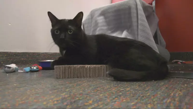 Winnipeg Humane Society Expands Pet Food Support Amid Rising Demand