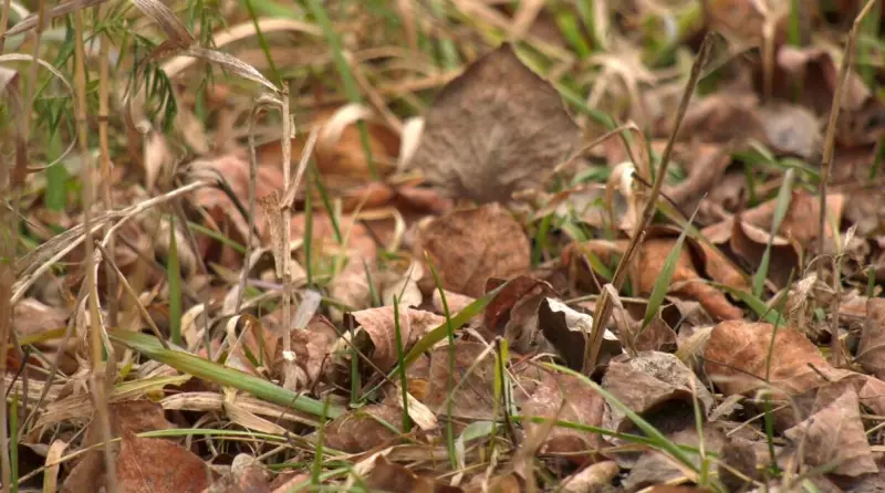 Winnipeg Residents Demand Extended Leaf Collection as Piles Linger