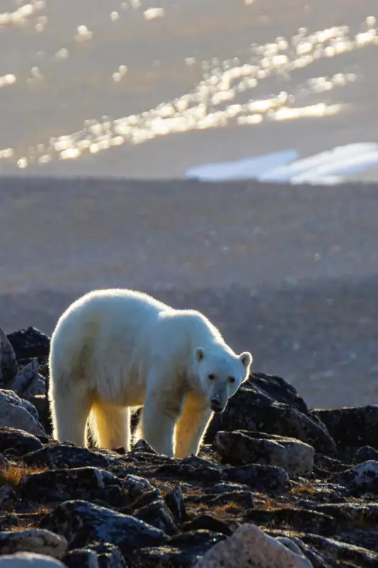 Worker Killed by Polar Bears While Photographing at Nunavut Site