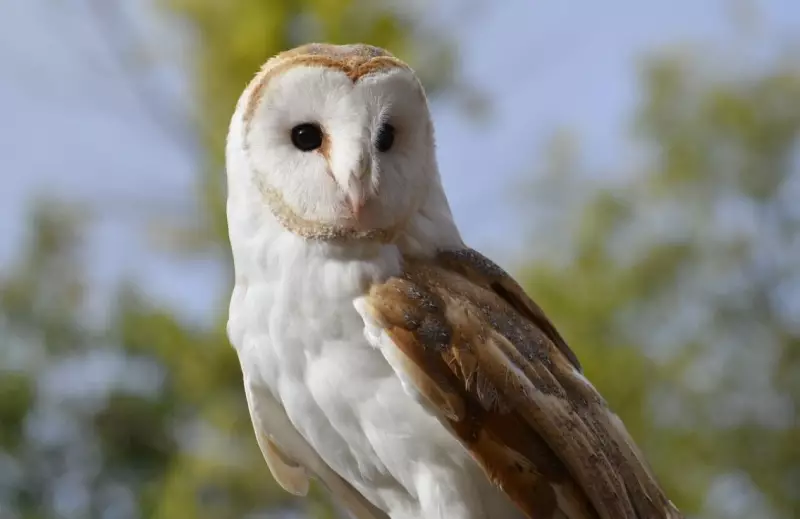 Wye Marsh Mourns Beloved Barn Owl Casper: A Community's Heartfelt Farewell