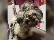 Abandoned Dog Found Freezing in Oxford County Field Sparks Outrage