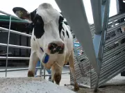 Alberta Municipalities Push to Legalize Raw Milk Sales Amid Black Market Concerns