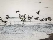 Alberta Photographer Confronted While Capturing Rural Birds