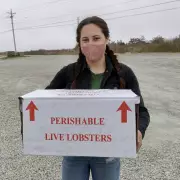 Atlantic Alarm: Microplastic Contamination Found in Nova Scotia Lobsters