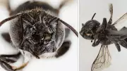 Australian Scientists Discover New 'Lucifer' Bee Species