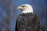 Bald Eagle Drops Cat Through Car Windshield in North Carolina