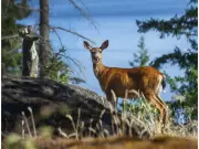 B.C. Confirms 6 Chronic Wasting Disease Cases, Potential Okanagan Spread