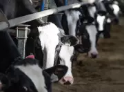 B.C. Dairy Milk Testers Strike Over Mileage Compensation Dispute