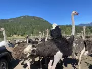 B.C. Ostrich Dispute Ends: Supreme Court Rejects Final Appeal in Mass Culling Case