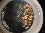 BC Research Reveals: Road Salt Most Dangerous to Salmon in First 24 Hours After Egg Fertilization