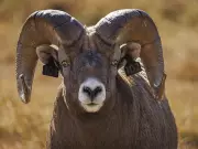 Bighorn Rams Return to Sheep River Valley for Winter and Mating