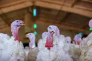 Bird Flu Detected on 3 Strathroy-Caradoc Farms