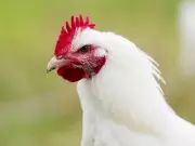 Bird Flu Outbreak Hits Okanagan Animal Sanctuary in Summerland