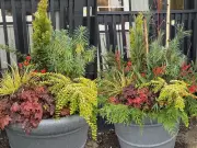 Brian Minter's Guide to Festive Winter Porch Pots for Canadian Homes