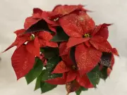 Brian Minter's Top Poinsettia Picks for Holiday Gifting and Decor