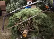 Canadian Christmas Tree Sellers See High Demand Despite Price Increases