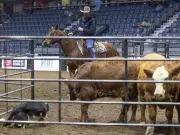 Canadian Western Agribition 2025 Set to Break Attendance Record