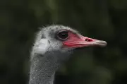 Controversial Ostrich Cull Method Revealed: CFIA Manual Describes Sitting on Birds for Lethal Injection