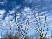 Don't Lose a Single Plant This Winter: Your Essential Pre-Cold Prep Guide