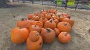 Don't Toss That Pumpkin! Alberta Animal Sanctuary Creates Post-Halloween Composting Program