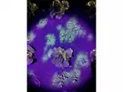 Ecorobotix Unveils AI for Targeted Herbicide Use at Agritechnica