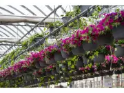 Federal Budget 2025: New Measures for Canada's Horticulture Sector