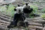 France Bids Farewell to Giant Pandas Yuan Zi and Huan Huan Returning to China
