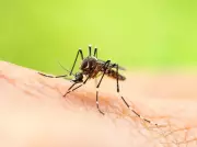 From Mosquito Zappers to Drone Defenders: DroneShield's Meteoric Rise