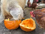From Pumpkin Patch to Animal Sanctuary: How Your Halloween Leftovers Can Feed Local Wildlife
