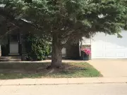 Gardening Expert Reveals Why Grass Won't Grow Under Spruce Trees