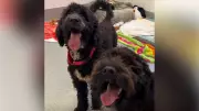 Guelph Dogs Vladdy & Kirk Heal, Ready for Adoption After Critical Care