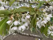 How to Train Your Plum Tree to Grow with One Central Leader