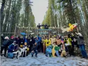 Kananaskis Faces Clearcutting Threat Again: Public Opposition Mounts