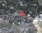Manitoba's bird species changing 'tremendously' after 50 years