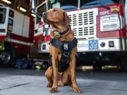 Meet K9 Chief: Calgary Fire Department's Newest Four-Legged Fire Investigator