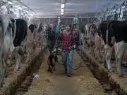 Milk's Evolution: From Ancient Intolerance to Modern Innovation