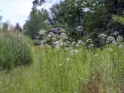 Montreal National Urban Park Proposal Gains Momentum with Federal Support