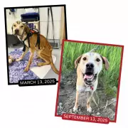 Montreal SPCA Launches 24/7 Animal Abuse Hotline