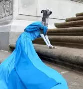 Montreal's Fashionista Greyhound Tika, Known for Her Signature Scarves, Has Passed Away