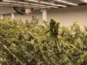 N.B. Invests $9.3M in Moncton Cannabis Facility Upgrades