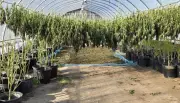 OPP Seizes $79M in Illicit Cannabis on Mohawk Territory