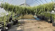 OPP Seizes $79M in Illicit Cannabis on Tyendinaga Mohawk Territory