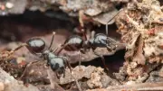 Parasitic Ants Trick Daughters Into Queen Rebellion: Study