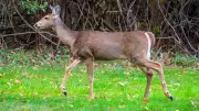 Rondeau Provincial Park Closes for 2-Day Deer Cull in November