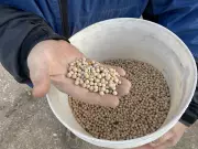 Saskatchewan Pea Farmers Face Financial Crisis Amid New Tariff Threats