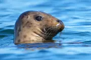 Seal Diet Study Sparks Fiery Debate in Newfoundland and Labrador Fisheries